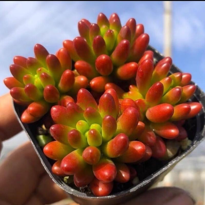 虹之玉夏季几天浇一次水?-第3张图片-吾爱花网 虹之玉夏季几天浇一次水?-第3张图片-吾爱花网