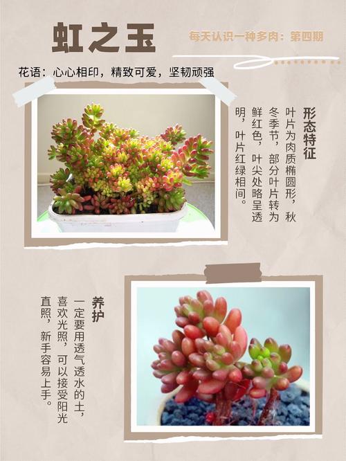 虹之玉夏季几天浇一次水?-第2张图片-吾爱花网 虹之玉夏季几天浇一次水?-第2张图片-吾爱花网