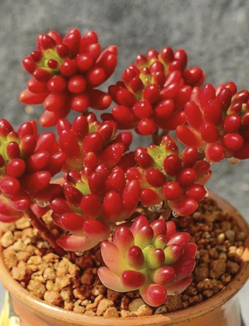 虹之玉夏季几天浇一次水?-第1张图片-吾爱花网 虹之玉夏季几天浇一次水?-第1张图片-吾爱花网