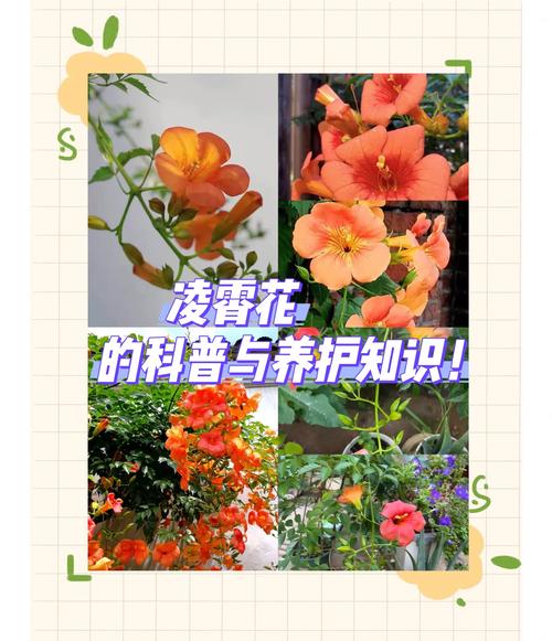 凌霄花盆栽冬天几天浇一次水?-第1张图片-吾爱花网 凌霄花盆栽冬天几天浇一次水?-第1张图片-吾爱花网