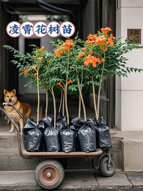 凌霄花盆栽冬天几天浇一次水？-第2张图片-吾爱花网