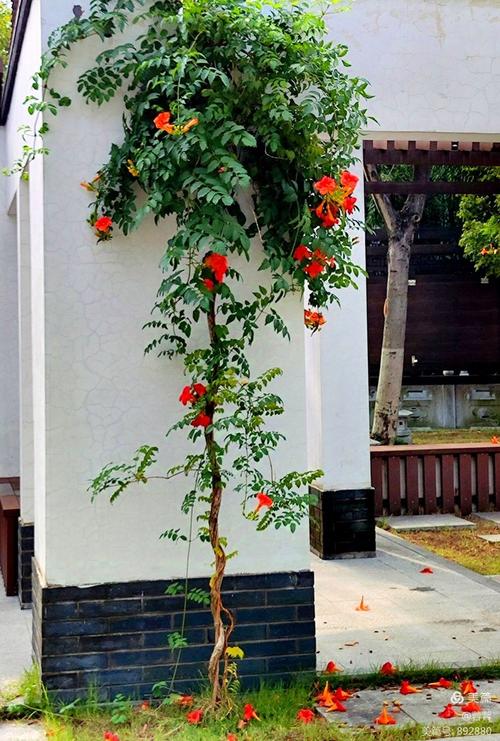 凌霄花盆栽冬天几天浇一次水？-第3张图片-吾爱花网