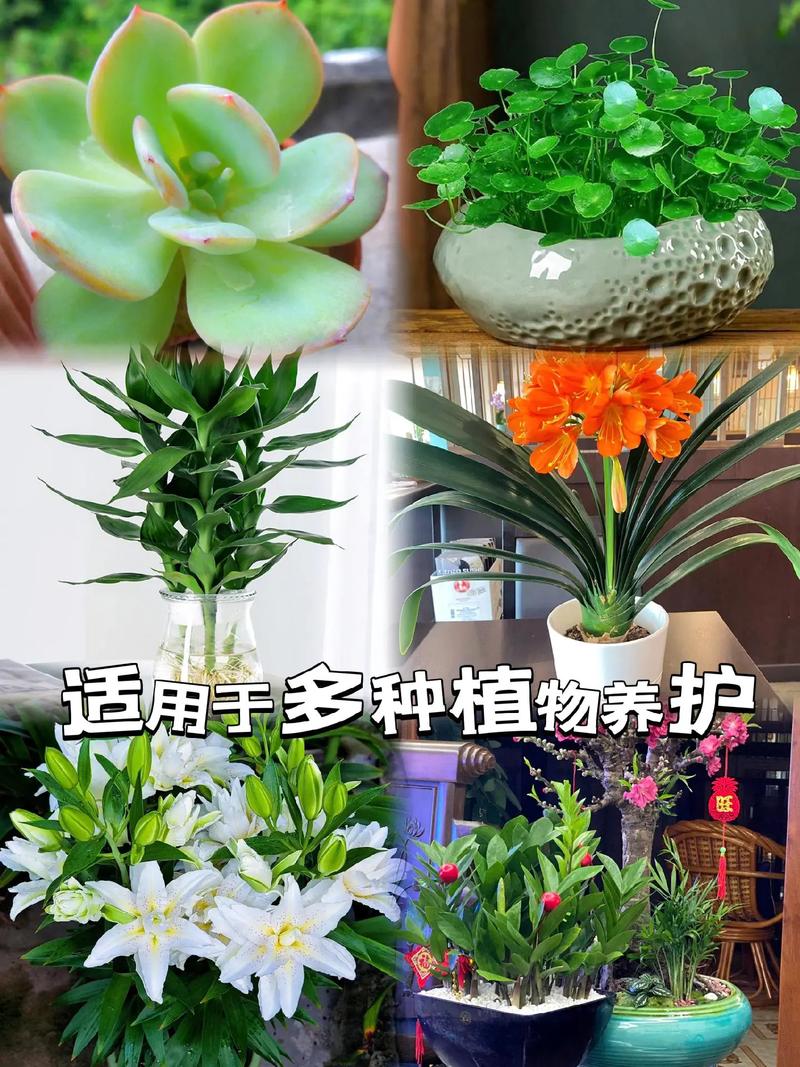 绿萝水培营养液哪款好？-第1张图片-吾爱花网