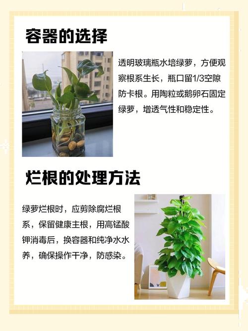 绿萝水培营养液哪款好？-第2张图片-吾爱花网