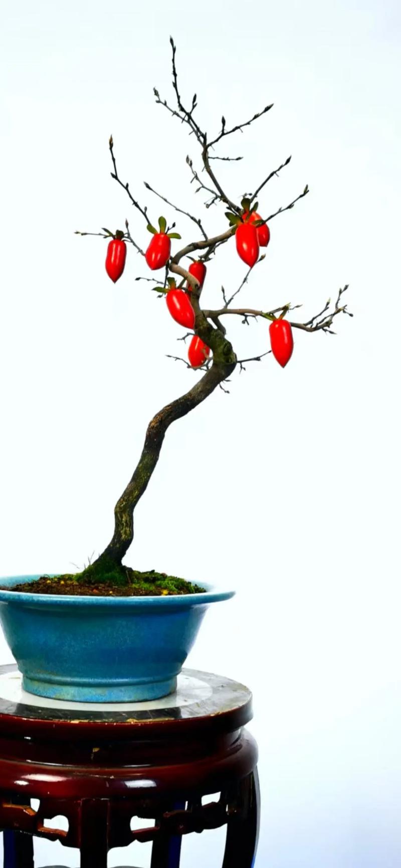 夏季老鸦柿盆栽浇水光照要注意啥？-第1张图片-吾爱花网