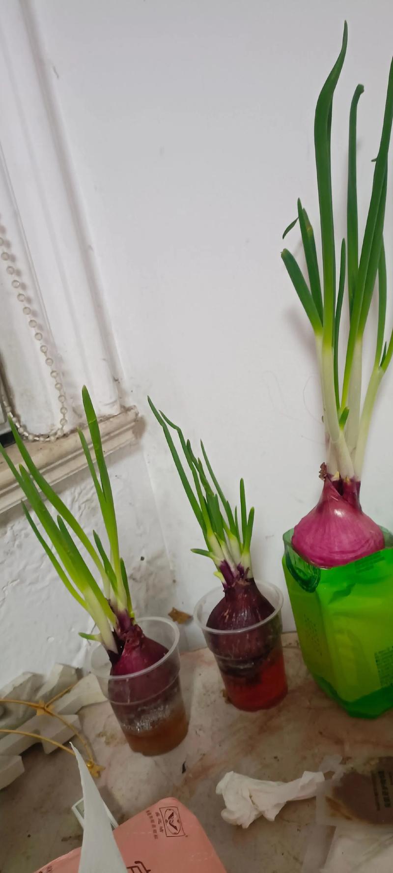 水培洋葱第五天会变样吗?-第2张图片-吾爱花网 水培洋葱第五天会变样吗?-第2张图片-吾爱花网