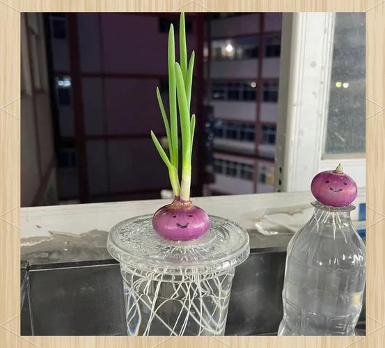 水培洋葱第五天会变样吗?-第3张图片-吾爱花网 水培洋葱第五天会变样吗?-第3张图片-吾爱花网