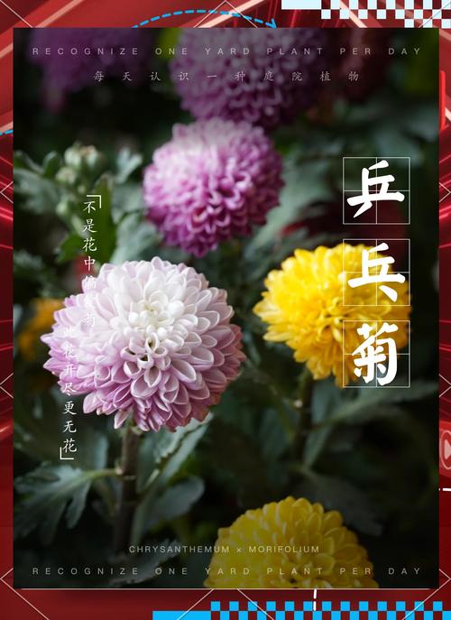 乒乓菊谢后怎么养能复花？-第2张图片-吾爱花网