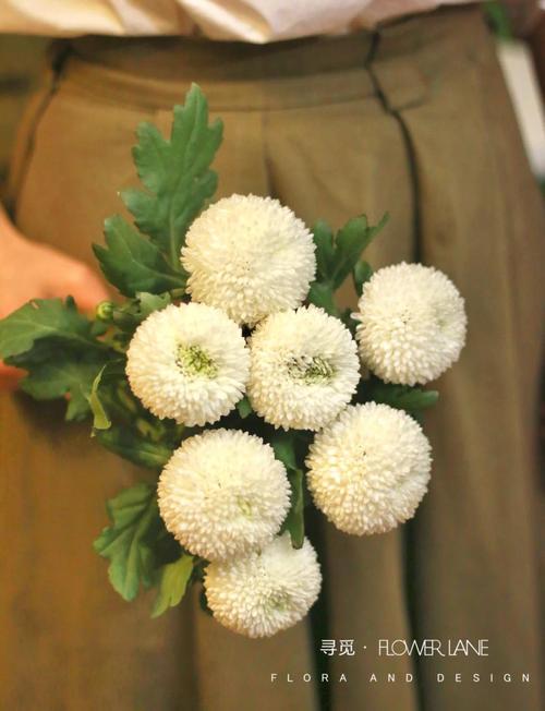 乒乓菊谢后怎么养能复花?-第1张图片-吾爱花网 乒乓菊谢后怎么养能复花?-第1张图片-吾爱花网