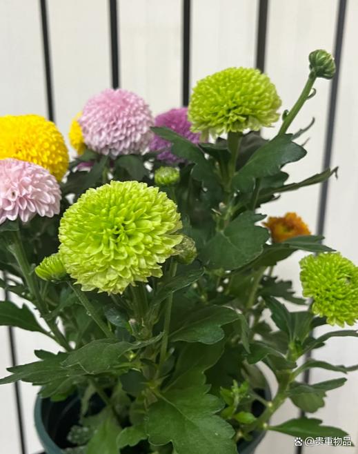 乒乓菊谢后怎么养能复花?-第3张图片-吾爱花网 乒乓菊谢后怎么养能复花?-第3张图片-吾爱花网