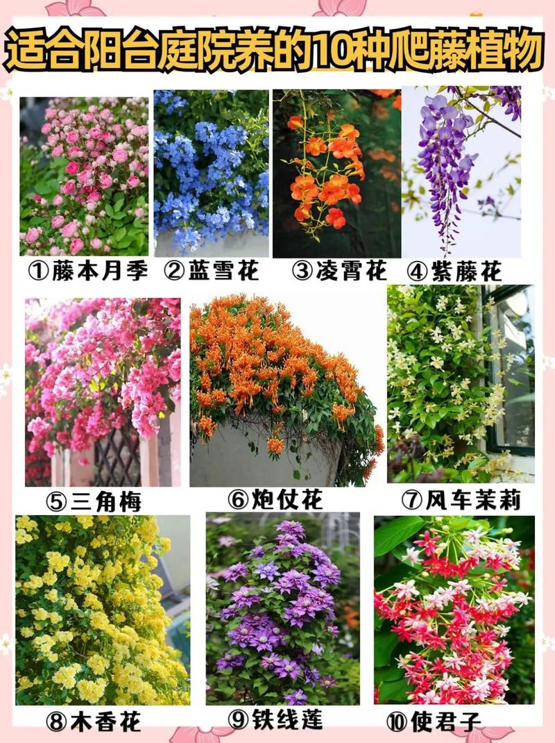 室外盆栽植物有哪些常见名称？-第2张图片-吾爱花网