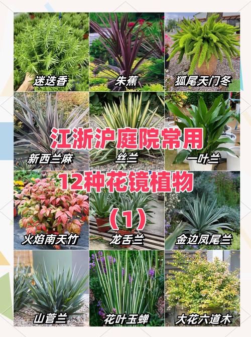 室外盆栽植物有哪些常见名称？-第1张图片-吾爱花网