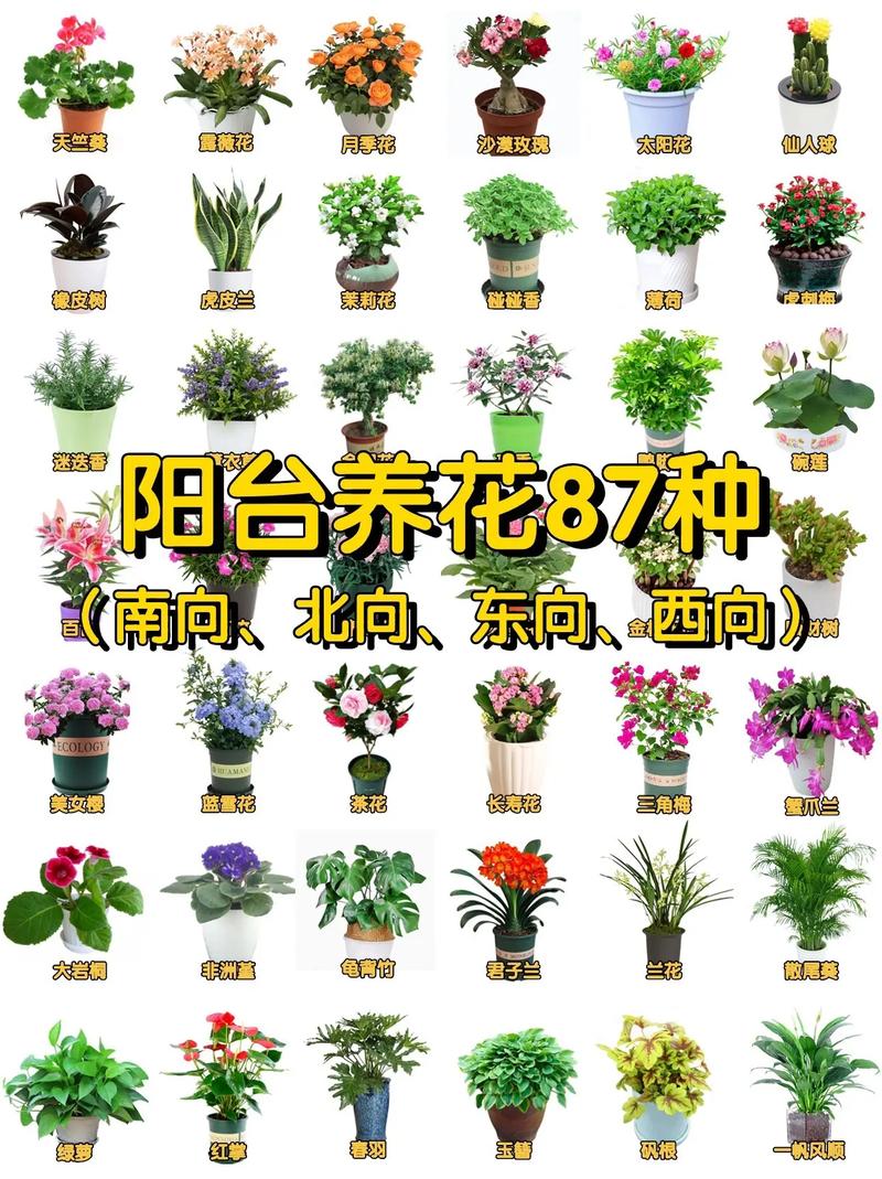 室外盆栽植物有哪些常见名称？-第3张图片-吾爱花网