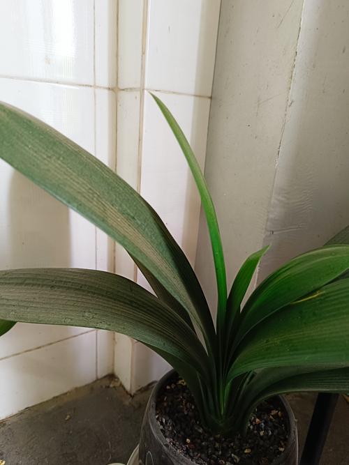 君子兰水培可加营养液吗?-第3张图片-吾爱花网 君子兰水培可加营养液吗?-第3张图片-吾爱花网