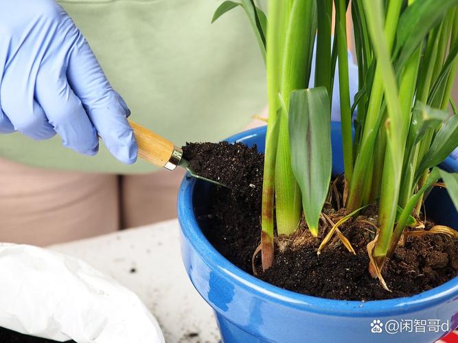 君子兰水培可加营养液吗？-第2张图片-吾爱花网