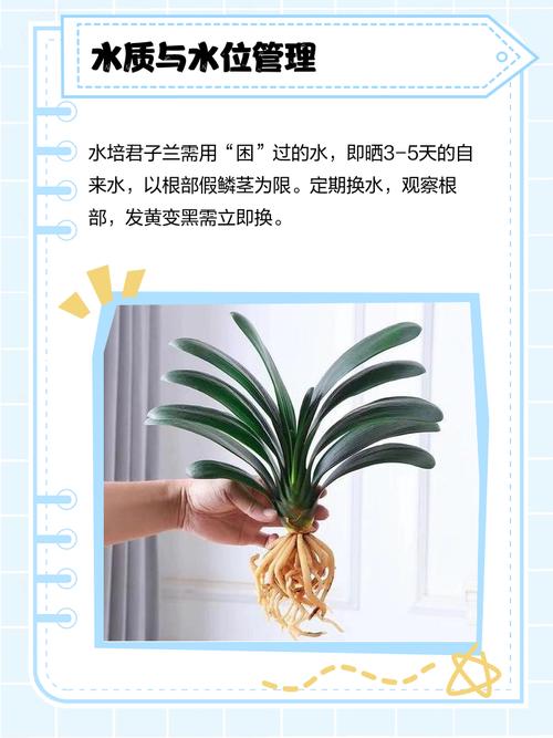 君子兰水培可加营养液吗?-第1张图片-吾爱花网 君子兰水培可加营养液吗?-第1张图片-吾爱花网