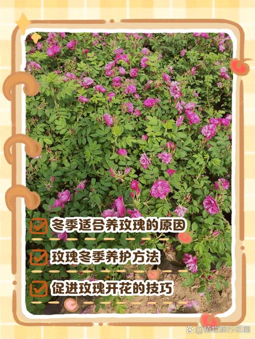 玫瑰花盆栽怎么养才能开得好?-第2张图片-吾爱花网 玫瑰花盆栽怎么养才能开得好?-第2张图片-吾爱花网