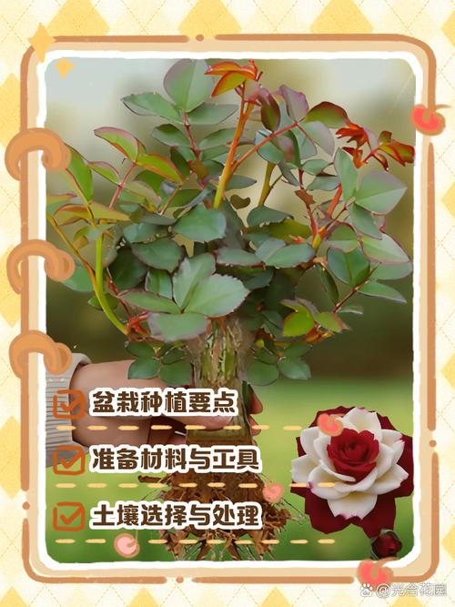 玫瑰花盆栽怎么养才能开得好?-第1张图片-吾爱花网 玫瑰花盆栽怎么养才能开得好?-第1张图片-吾爱花网