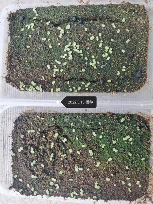 多肉种子繁殖是哪种繁殖方式?-第2张图片-吾爱花网 多肉种子繁殖是哪种繁殖方式?-第2张图片-吾爱花网