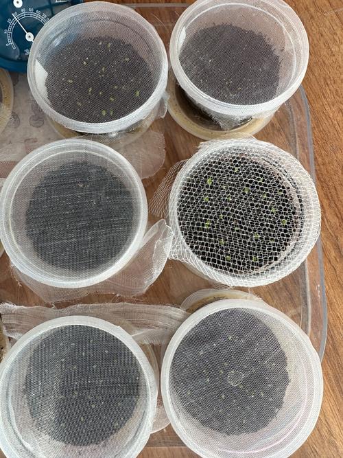 多肉种子繁殖是哪种繁殖方式?-第1张图片-吾爱花网 多肉种子繁殖是哪种繁殖方式?-第1张图片-吾爱花网