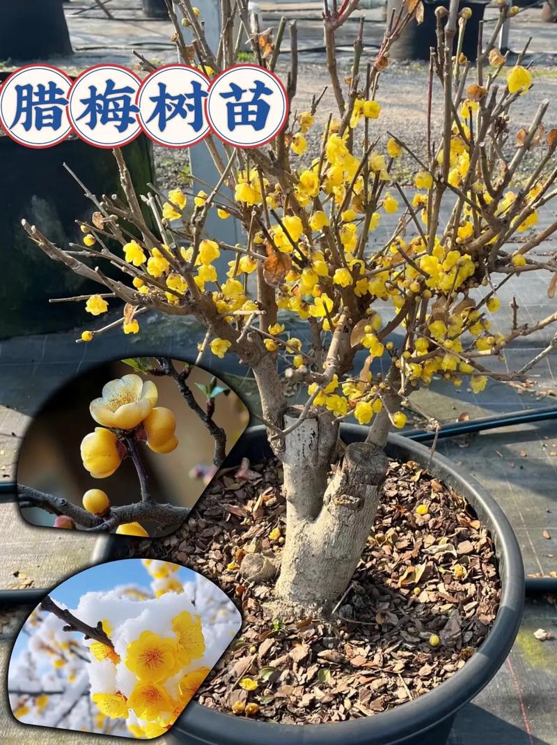 盆栽梅花冬天具体几月开?-第2张图片-吾爱花网 盆栽梅花冬天具体几月开?-第2张图片-吾爱花网