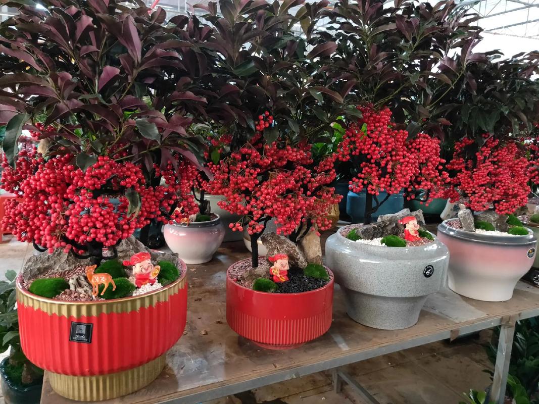 金玉满堂盆栽冬天怎么养护?-第3张图片-吾爱花网 金玉满堂盆栽冬天怎么养护?-第3张图片-吾爱花网