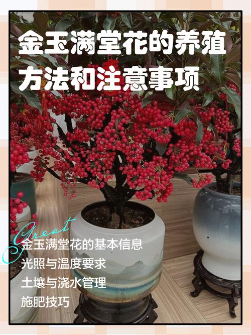 金玉满堂盆栽冬天怎么养护?-第1张图片-吾爱花网 金玉满堂盆栽冬天怎么养护?-第1张图片-吾爱花网