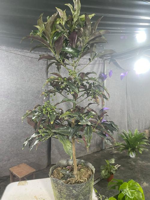 金玉满堂盆栽冬天怎么养护?-第2张图片-吾爱花网 金玉满堂盆栽冬天怎么养护?-第2张图片-吾爱花网