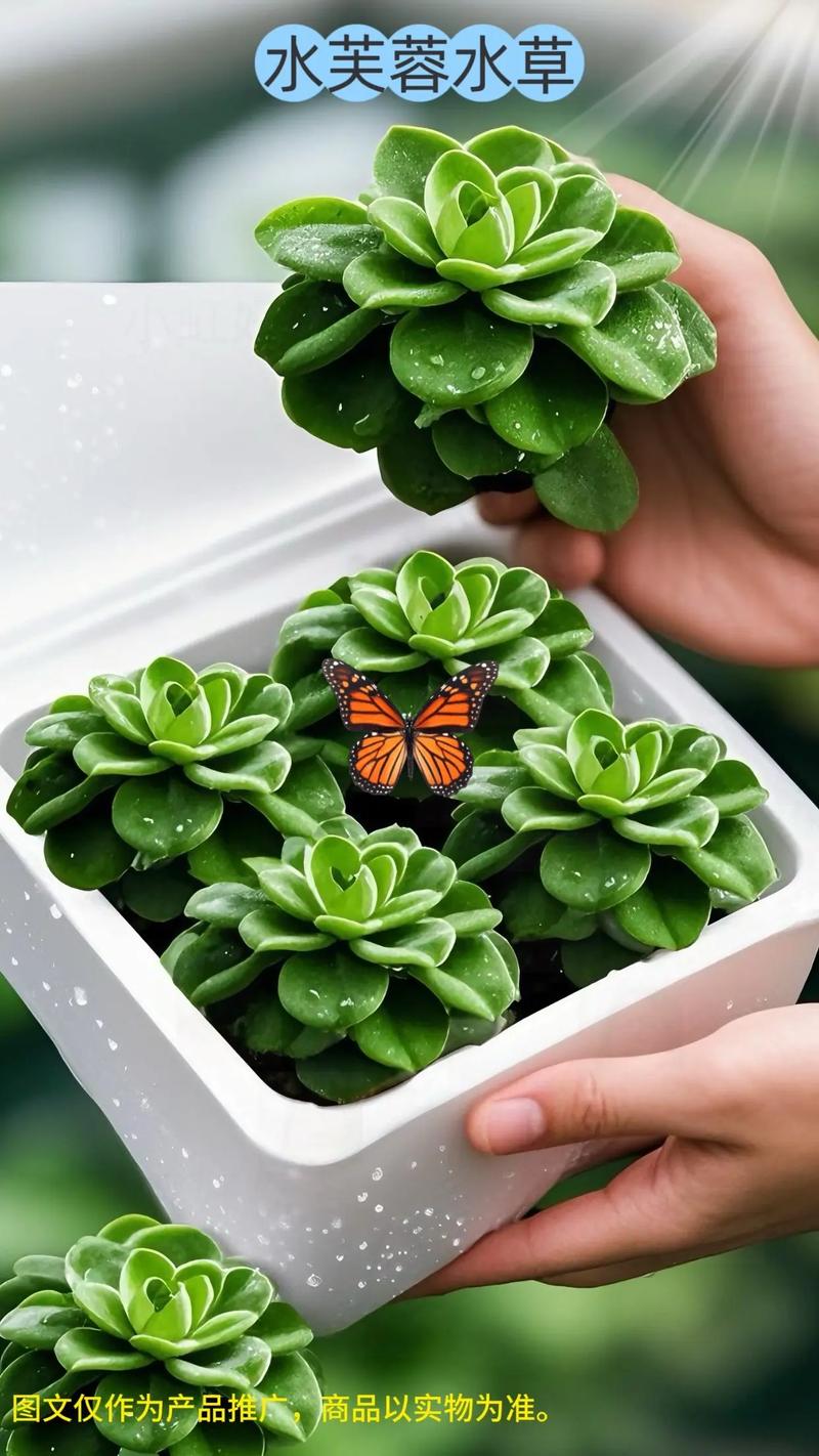 水培植物的水不晒行不行?-第1张图片-吾爱花网 水培植物的水不晒行不行?-第1张图片-吾爱花网