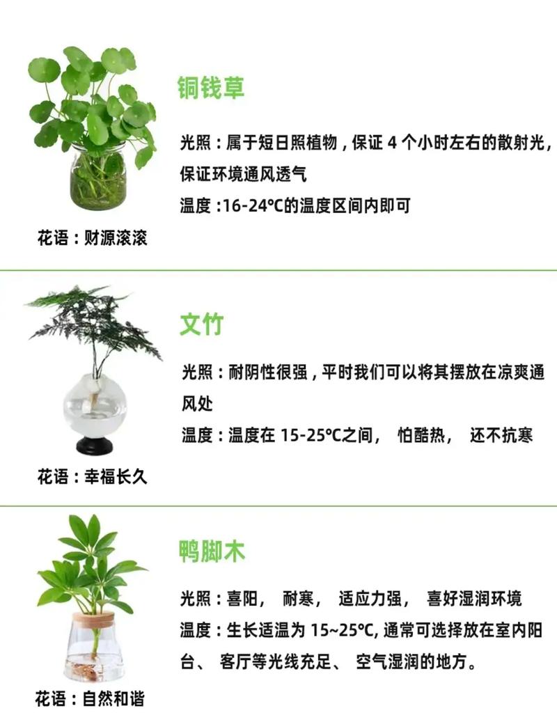水培植物的水不晒行不行?-第2张图片-吾爱花网 水培植物的水不晒行不行?-第2张图片-吾爱花网