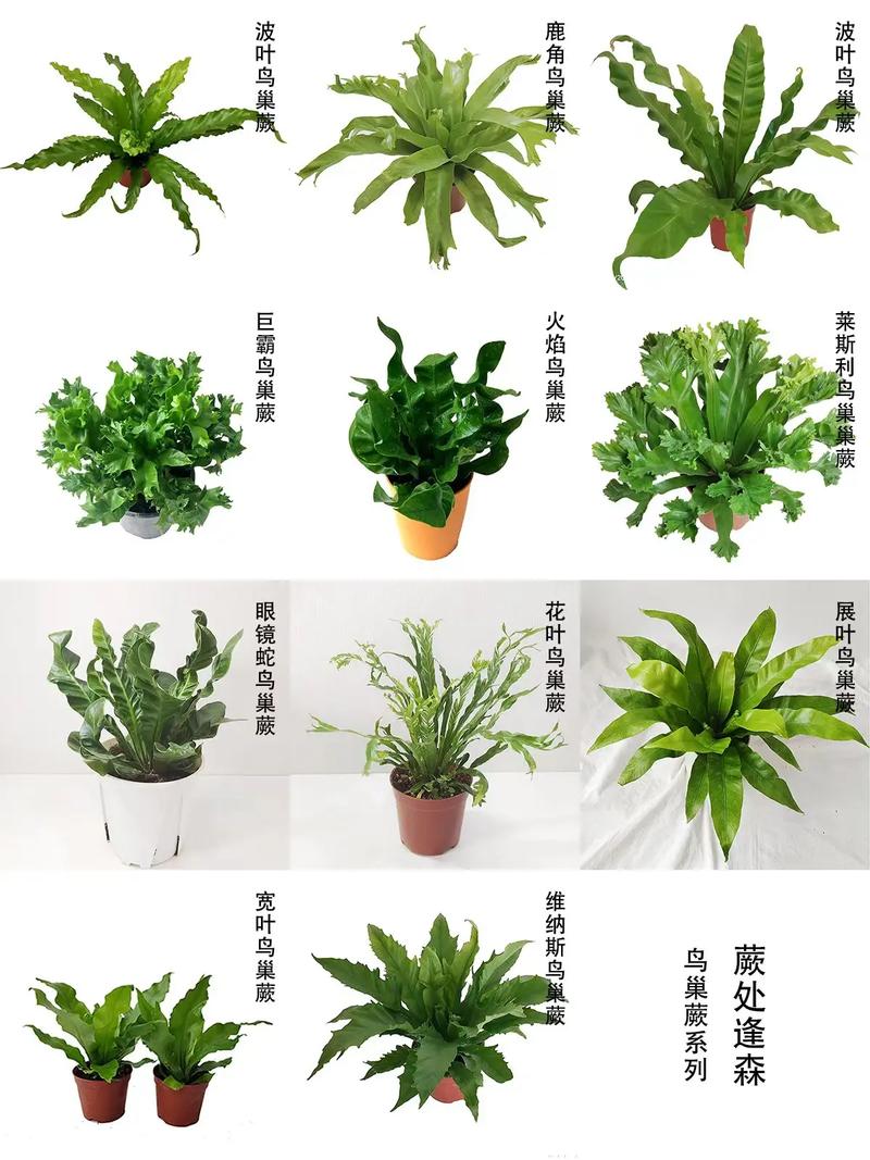 鸟巢盆栽花自然长高不用药，秘诀是什么？-第1张图片-吾爱花网