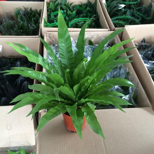 鸟巢盆栽花自然长高不用药，秘诀是什么？-第2张图片-吾爱花网