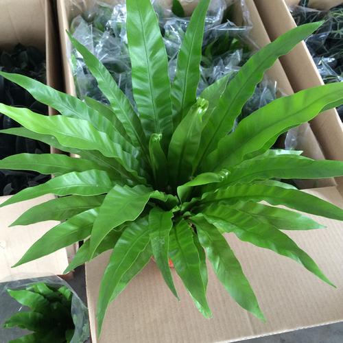 鸟巢盆栽花自然长高不用药，秘诀是什么？-第3张图片-吾爱花网