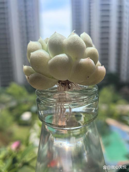 多肉水培生根到底要多久?-第1张图片-吾爱花网 多肉水培生根到底要多久?-第1张图片-吾爱花网