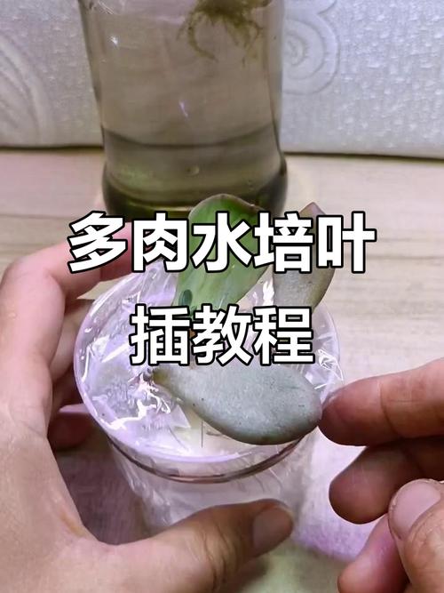 多肉水培生根到底要多久？-第3张图片-吾爱花网