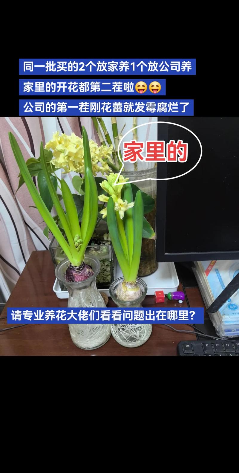 水培风信子多久能长根?-第3张图片-吾爱花网 水培风信子多久能长根?-第3张图片-吾爱花网