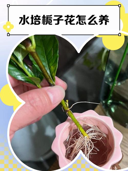 栀子花水培两月为何不生根?-第2张图片-吾爱花网 栀子花水培两月为何不生根?-第2张图片-吾爱花网