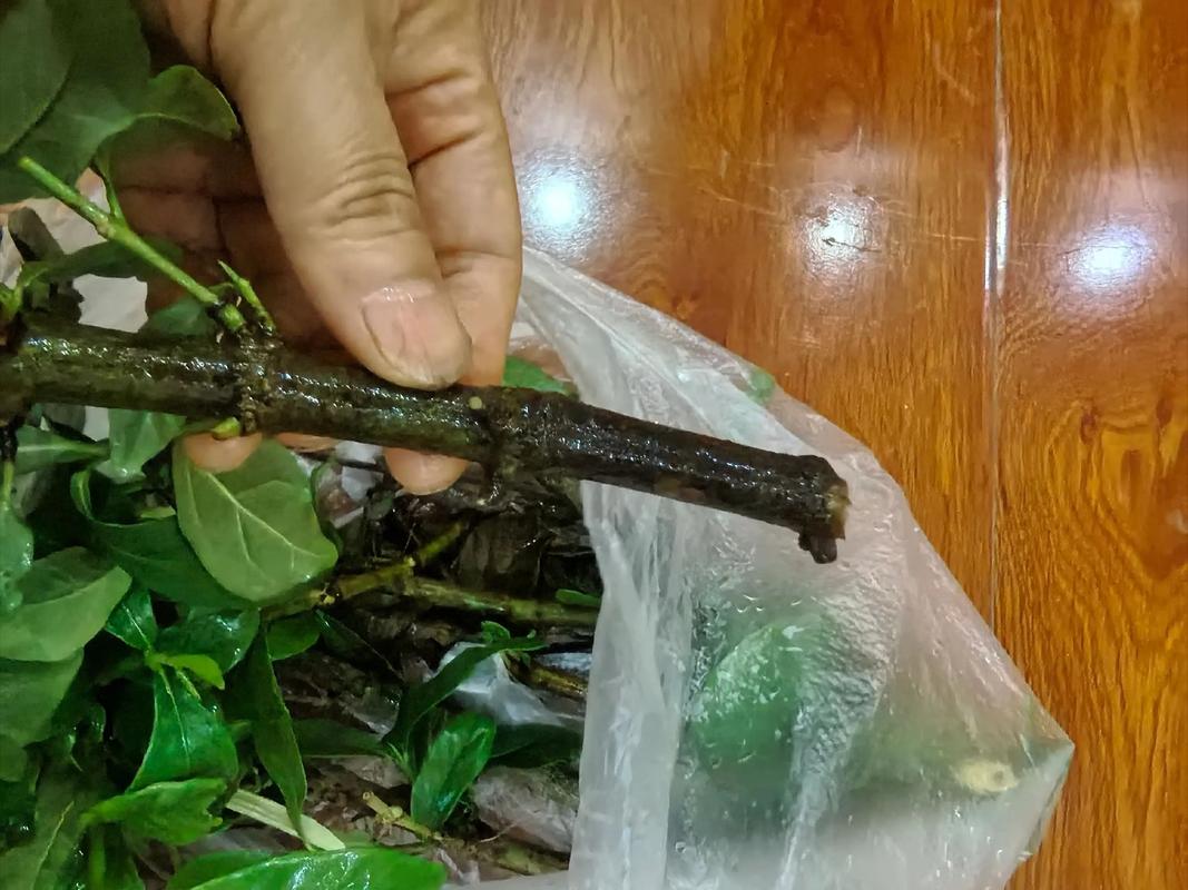 栀子花水培两月为何不生根?-第3张图片-吾爱花网 栀子花水培两月为何不生根?-第3张图片-吾爱花网