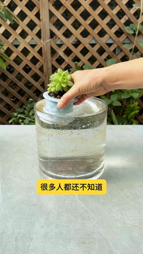出差多肉怎么浇水才不烂根?-第1张图片-吾爱花网 出差多肉怎么浇水才不烂根?-第1张图片-吾爱花网