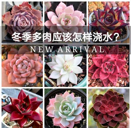 出差多肉怎么浇水才不烂根?-第2张图片-吾爱花网 出差多肉怎么浇水才不烂根?-第2张图片-吾爱花网