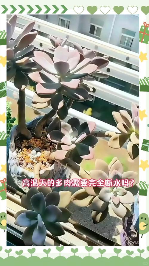 出差多肉怎么浇水才不烂根?-第3张图片-吾爱花网 出差多肉怎么浇水才不烂根?-第3张图片-吾爱花网