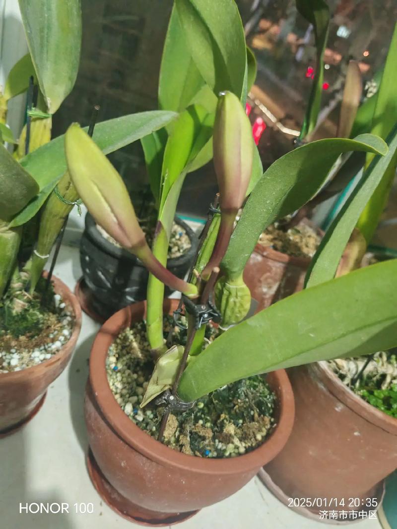 木桩上如何种好盆栽卡特兰？-第3张图片-吾爱花网