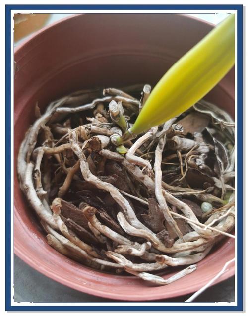 木桩上如何种好盆栽卡特兰？-第2张图片-吾爱花网