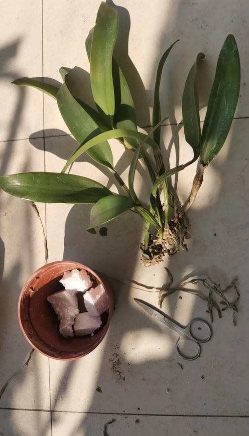 木桩上如何种好盆栽卡特兰？-第1张图片-吾爱花网