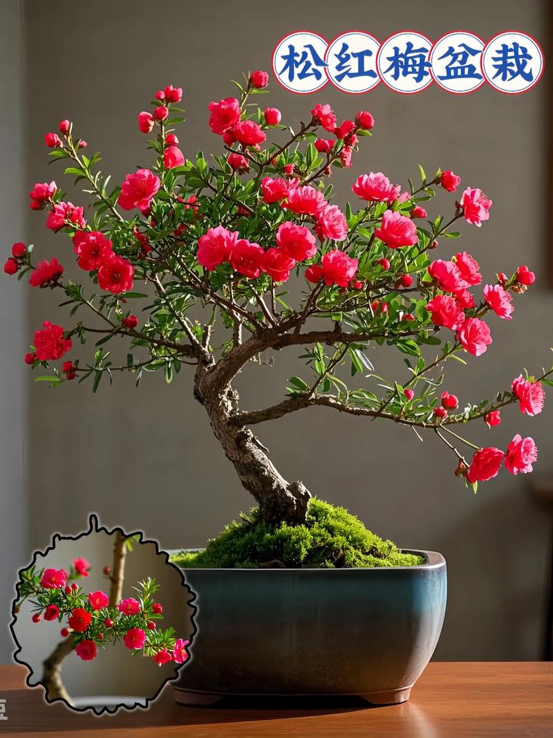 元旦盆栽梅花能开花吗?-第1张图片-吾爱花网 元旦盆栽梅花能开花吗?-第1张图片-吾爱花网