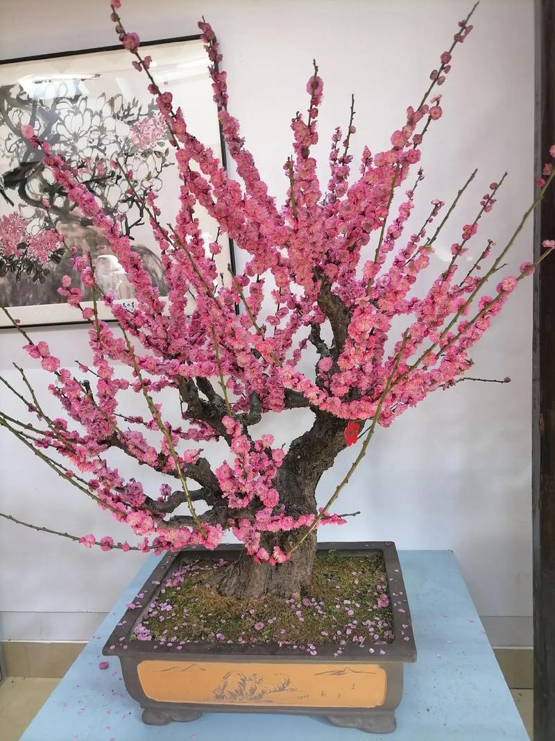 元旦盆栽梅花能开花吗?-第2张图片-吾爱花网 元旦盆栽梅花能开花吗?-第2张图片-吾爱花网