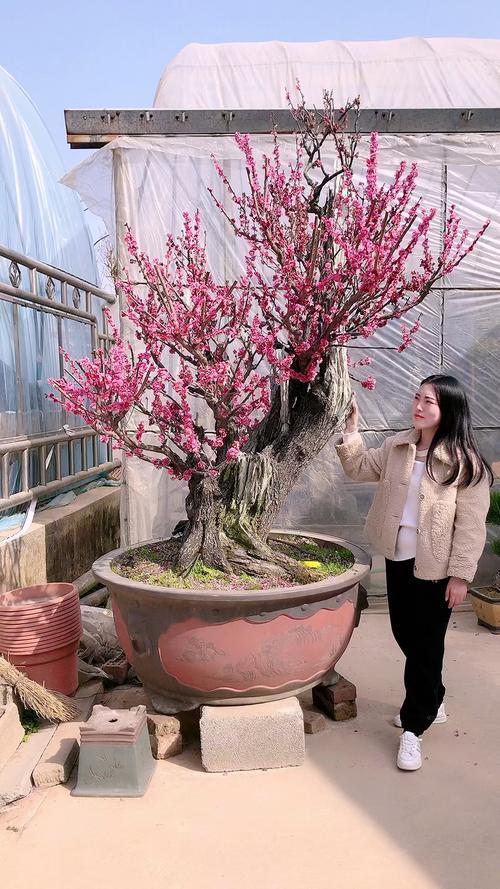 元旦盆栽梅花能开花吗?-第3张图片-吾爱花网 元旦盆栽梅花能开花吗?-第3张图片-吾爱花网