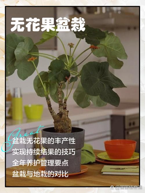 家庭无花果盆栽咋种才能结果多？-第3张图片-吾爱花网