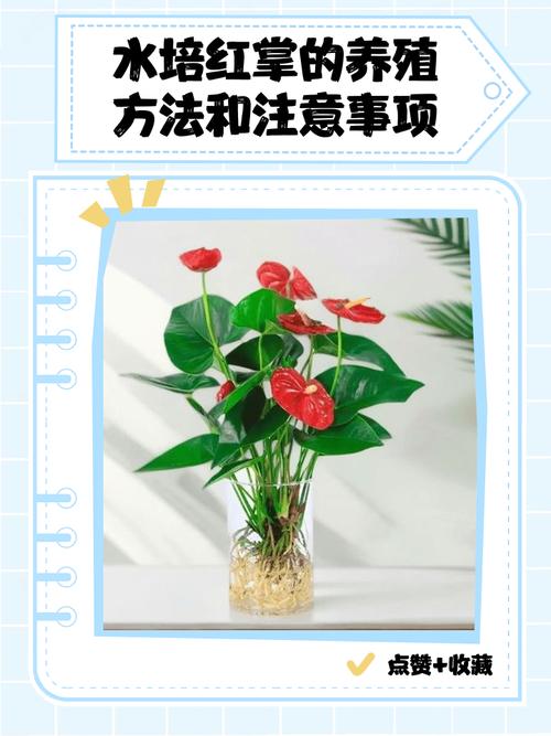 水培仙人掌几天换一次水合适？-第1张图片-吾爱花网