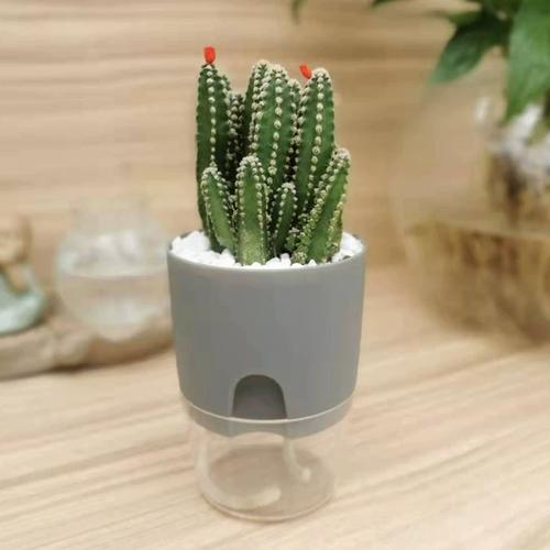 水培仙人掌几天换一次水合适？-第2张图片-吾爱花网